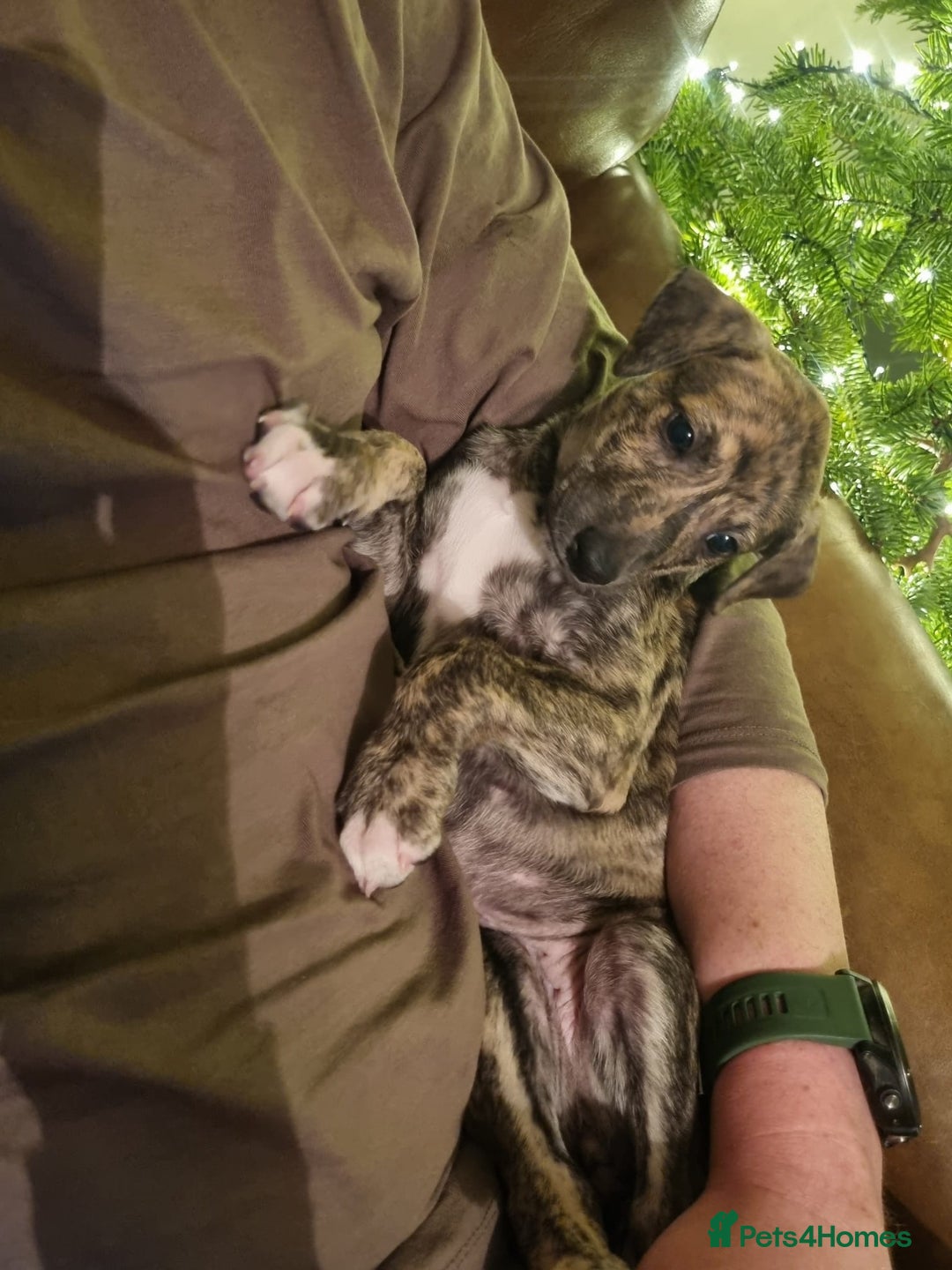 Lurcher dogs for sale: Stunning lurcher puppy’s  - Advert 3