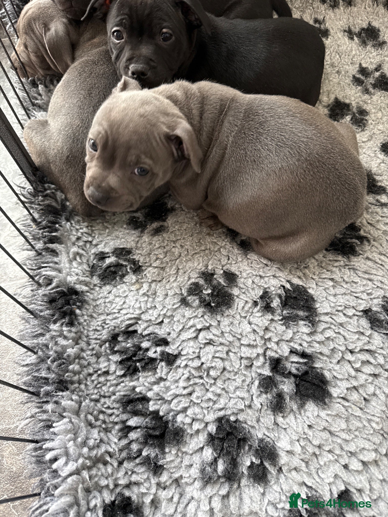 Staffordshire Bull Terrier dogs Beautiful Blue Staffy girl - Advert 17