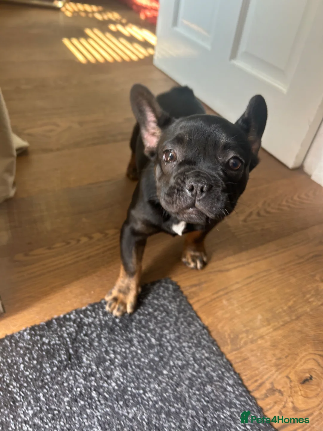 French Bulldog dogs for sale: Last fluffy carrying French bulldog girl - Advert 1