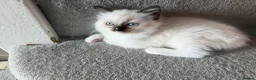 Ragdoll cats for sale: 5 Stunning Ragdoll dolls  - Advert 2