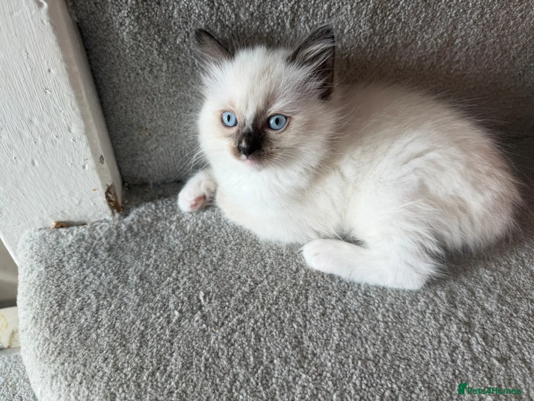 Ragdoll cats for sale: 5 Stunning Ragdoll dolls  - Advert 2