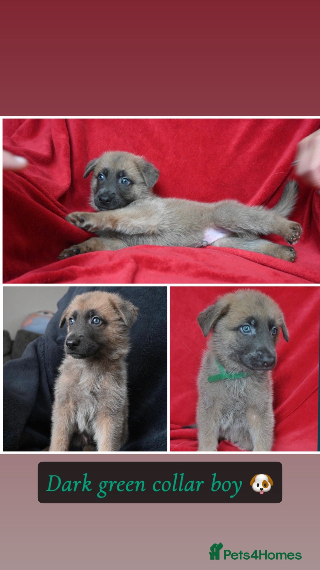 Mixed Breed dogs 8 beautiful healthy  puppies ,  German shepherd  - Advert 1