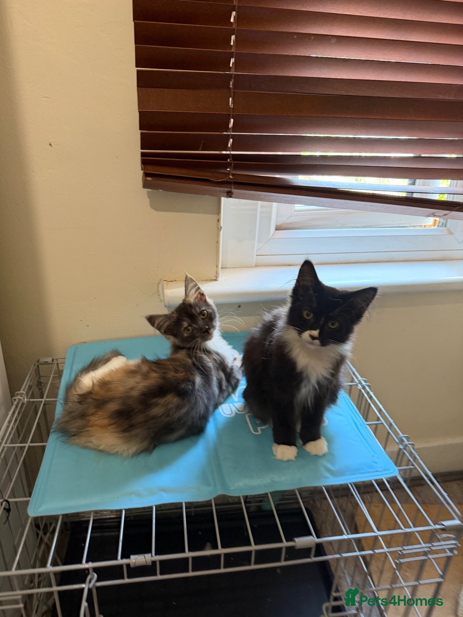 Maine Coon cats Maincoon X Ragdoll - Advert 1