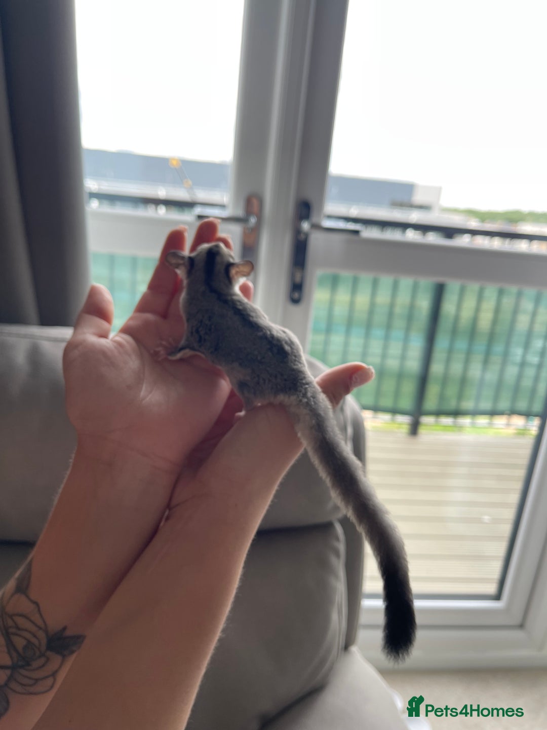 Sugar Glider rodents for sale: Male and Female Sugar Glider Siblings - Image 10