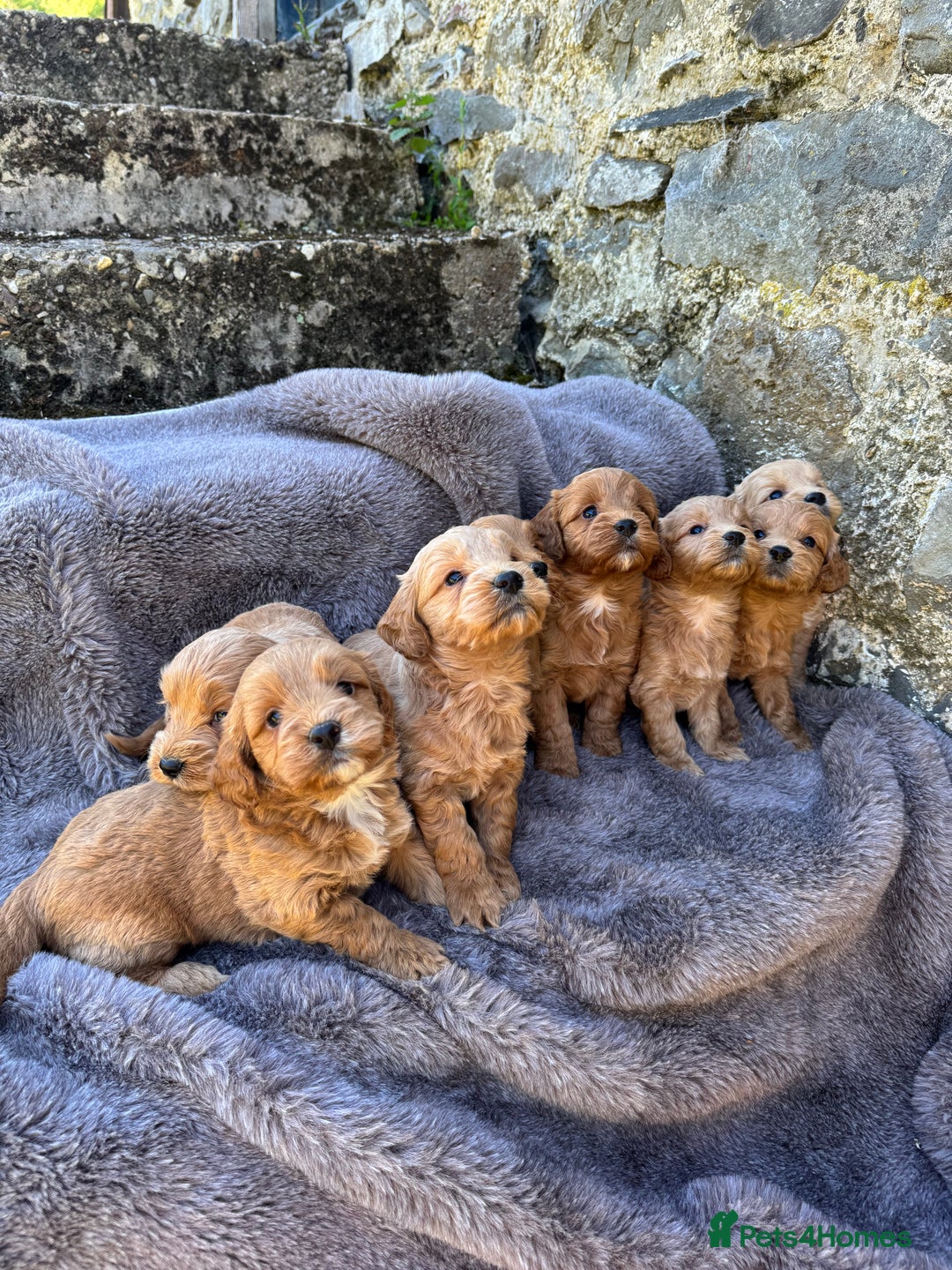Cockapoo dogs for sale: ⭐️Ready Now, beautiful boys⭐️ Cockapoo puppies - Image 18