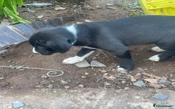 Mixed Breed dogs for sale: Aussie shepherd/staffy - Image 20