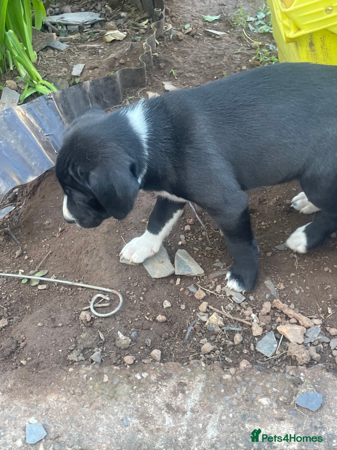 Mixed Breed dogs for sale: Aussie shepherd/staffy - Image 20