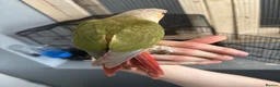 Conures birds for sale: Hand-reared baby conure - Advert 3