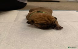 Cane Corso dogs for sale: Large Cane Corso pups - Advert 16