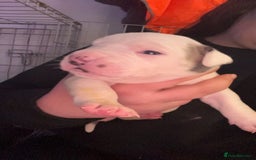 Mixed Breed dogs for sale: 4 beautiful olde English bulldog/ American bulldog - Advert 19