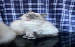 Ragdoll cats for sale: FIFe Registered Ragdoll Kittens Champion Line  - Image 28