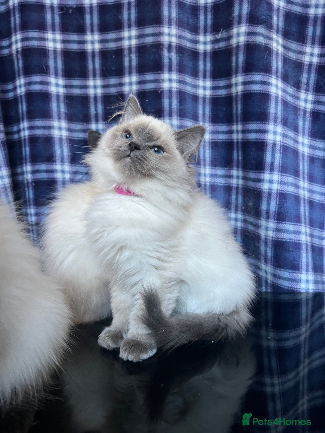 Ragdoll cats for sale: FIFe Registered Ragdoll Kittens Champion Line  - Image 28