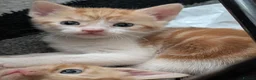 Mixed Breed cats for sale: Beautiful ginger kittens looking for loving homes  - Advert 4
