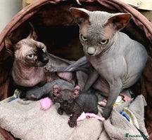 Sphynx cats - Advert 3
