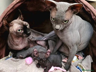 Sphynx cats - Advert 1