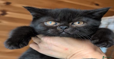 British Shorthair cats - Advert 3