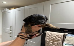 Cocker Spaniel dogs for sale: Cocker x collie pups for sale - Image 7