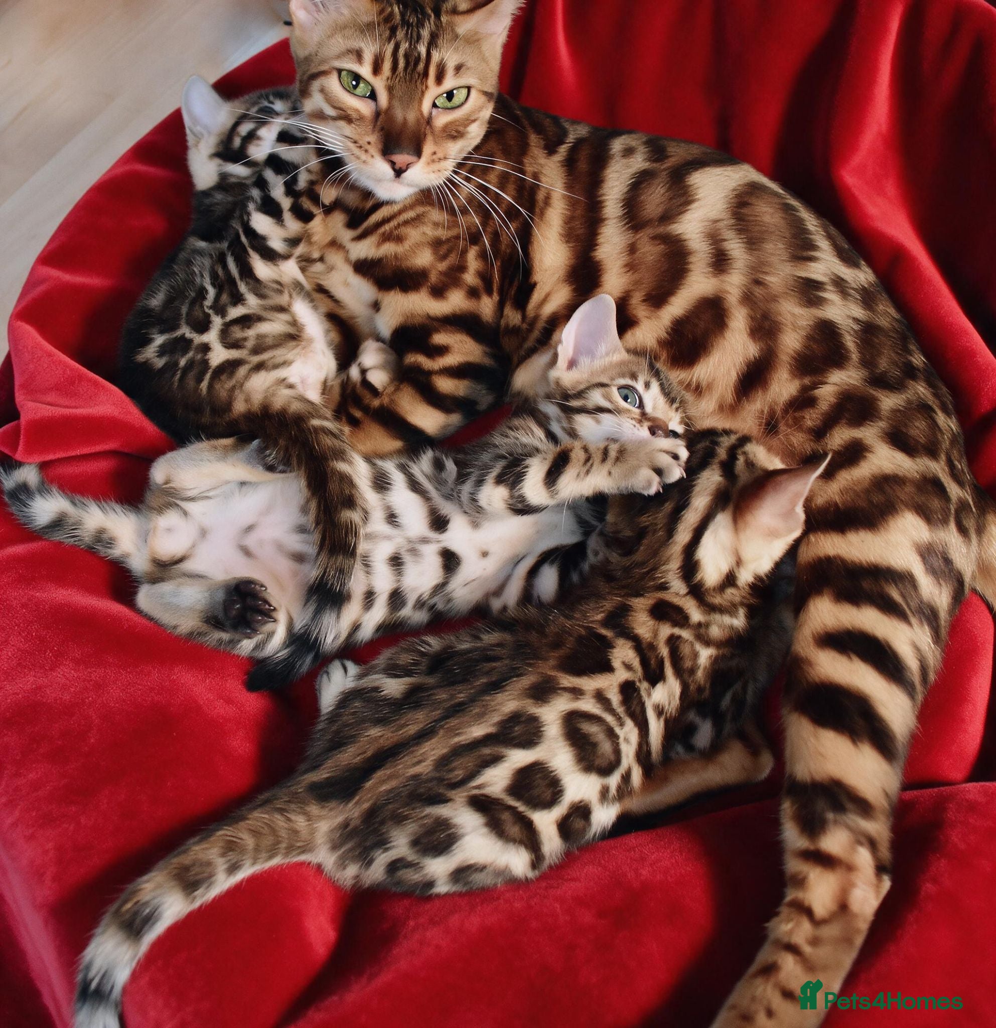 Bengal cats Beautiful Bengal kittens - Advert 1