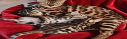Bengal cats for sale: Beautiful Bengal kittens - Advert 11