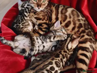 Bengal cats Beautiful Bengal kittens - Advert 1