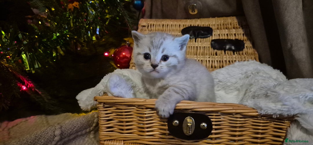 Bengal cats for sale: Bengal x British short hair - Advert 3