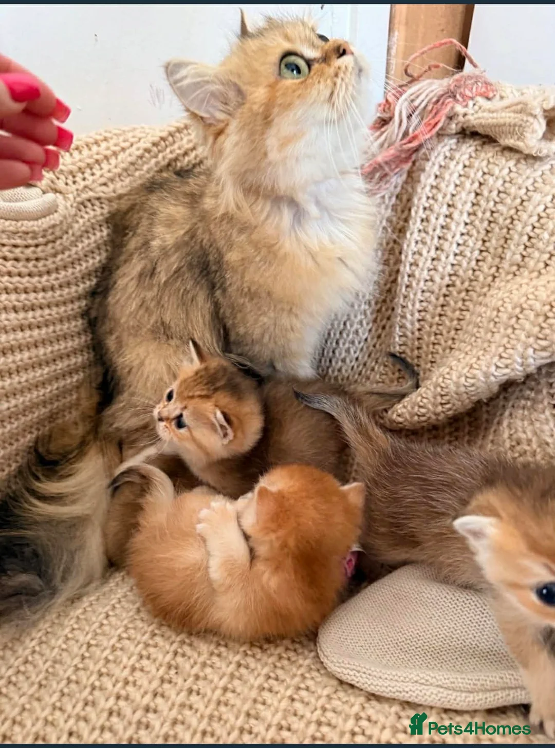 British Shorthair cats for sale: Adorable British Shorthair Gold Chinchilla - Advert 13