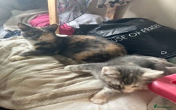 Domestic Shorthair cats for sale: Happy healthy kittens - Image 5