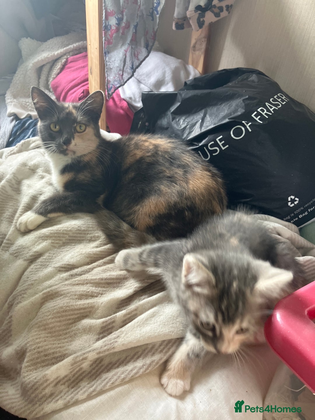 Domestic Shorthair cats for sale: Happy healthy kittens - Image 5