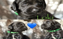 Mixed Breed dogs for sale: Sprockador puppies  - Image 7
