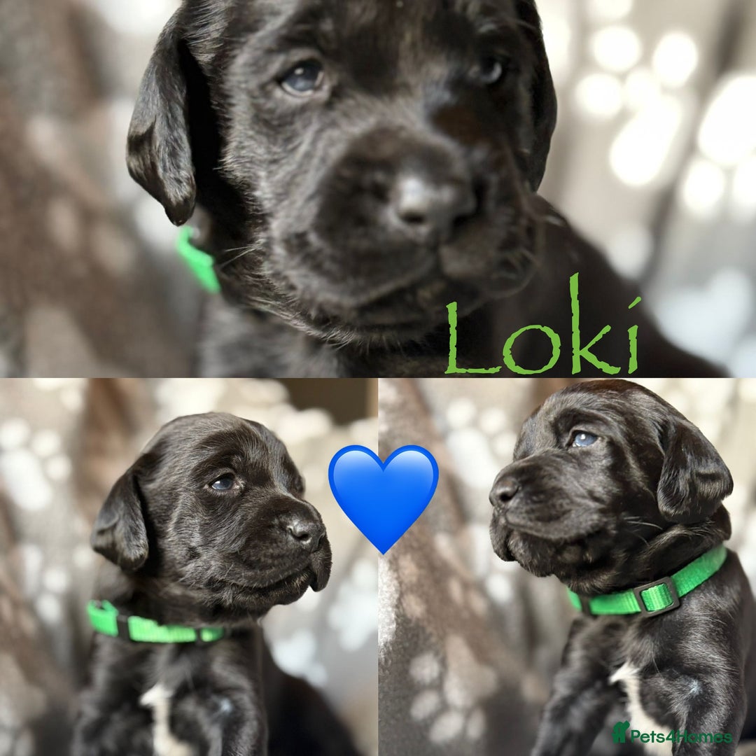 Mixed Breed dogs for sale: Sprockador puppies  - Image 7