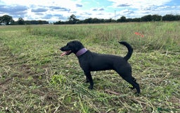 Patterdale Terrier dogs for sale: 2x 2 year old patterdales  - Image 1