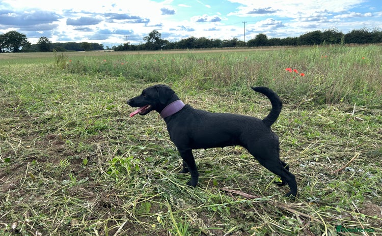Patterdale Terrier dogs - Advert 1
