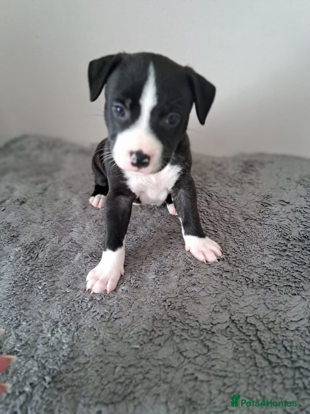 Staffordshire Bull Terrier dogs for sale: ‼️ReadyForCollection‼️Blue Staffie Puppies  in Tipton - Image 16