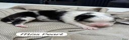 Australian Shepherd dogs for sale: Outstanding Merle/Black and Tan KC Reg Puppies  - Advert 23