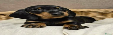 Dachshund Puppy 5