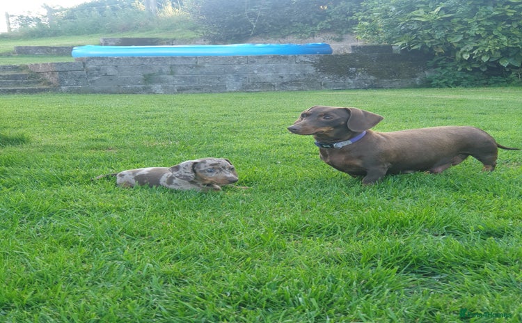 Miniature Dachshund dogs - Advert 12