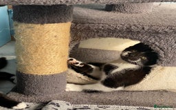 Mixed Breed cats for sale: 2 boys 1 girl left - Image 19