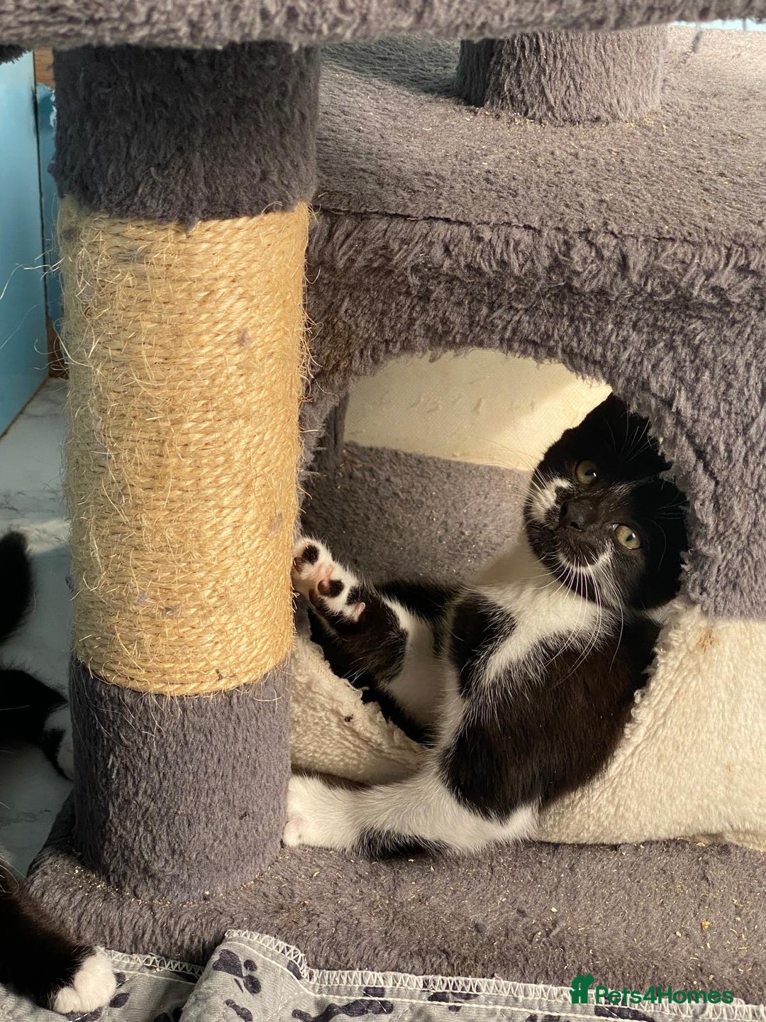 Mixed Breed cats for sale: 2 boys 1 girl left - Image 19