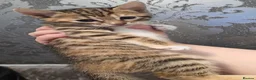 Bengal cats for sale: 🐾 Beautiful Bengal Cross Kittens 🐾 - Advert 9