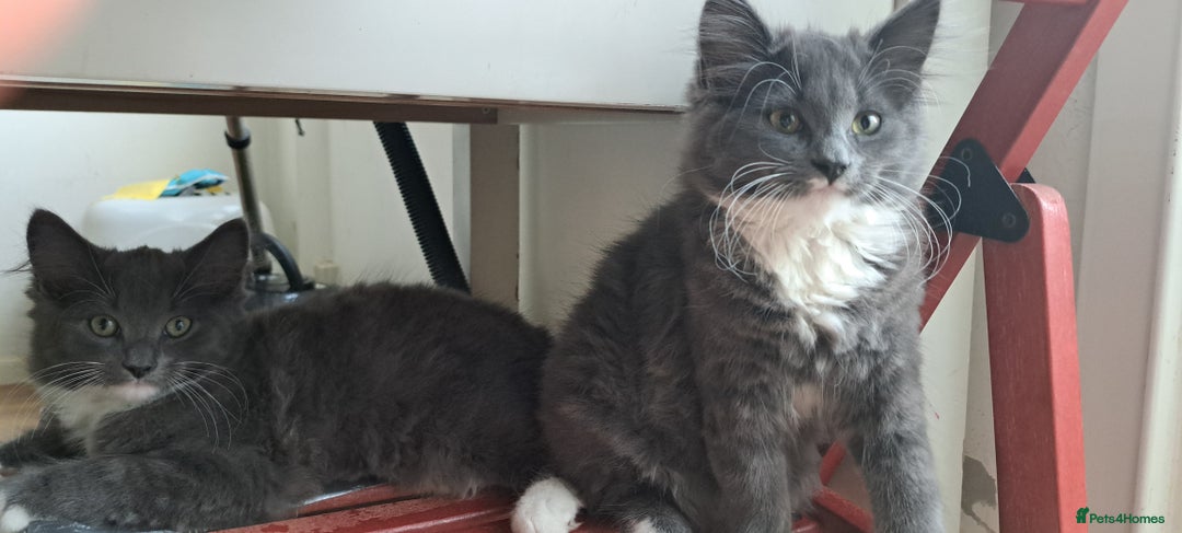Russian Blue cats for sale: Adorable Russian Blue X Chantilly Tiffany Kittens! - Image 9