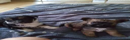 Mixed Breed dogs for sale: Chockie  - Advert 2