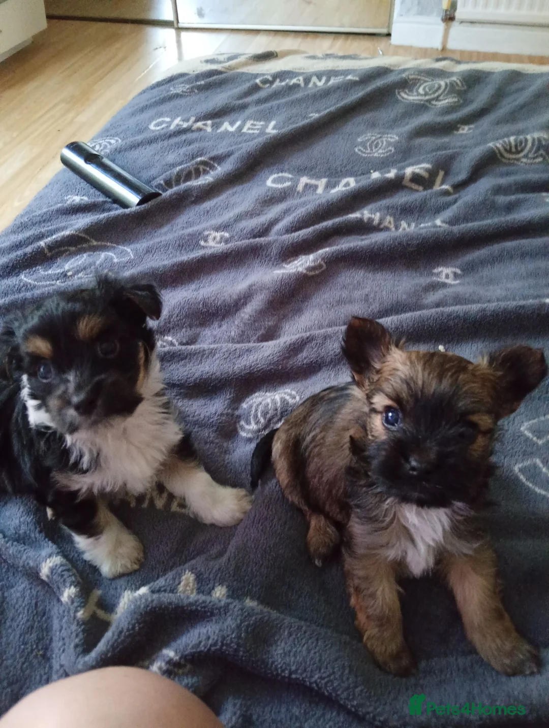 Mixed Breed dogs for sale: Chockie  - Advert 2