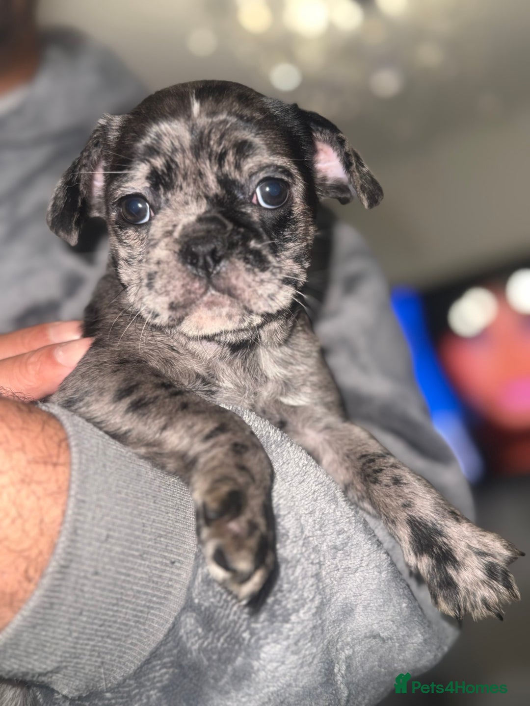 Frug dogs for sale: Black and Merle frugs. - Advert 7