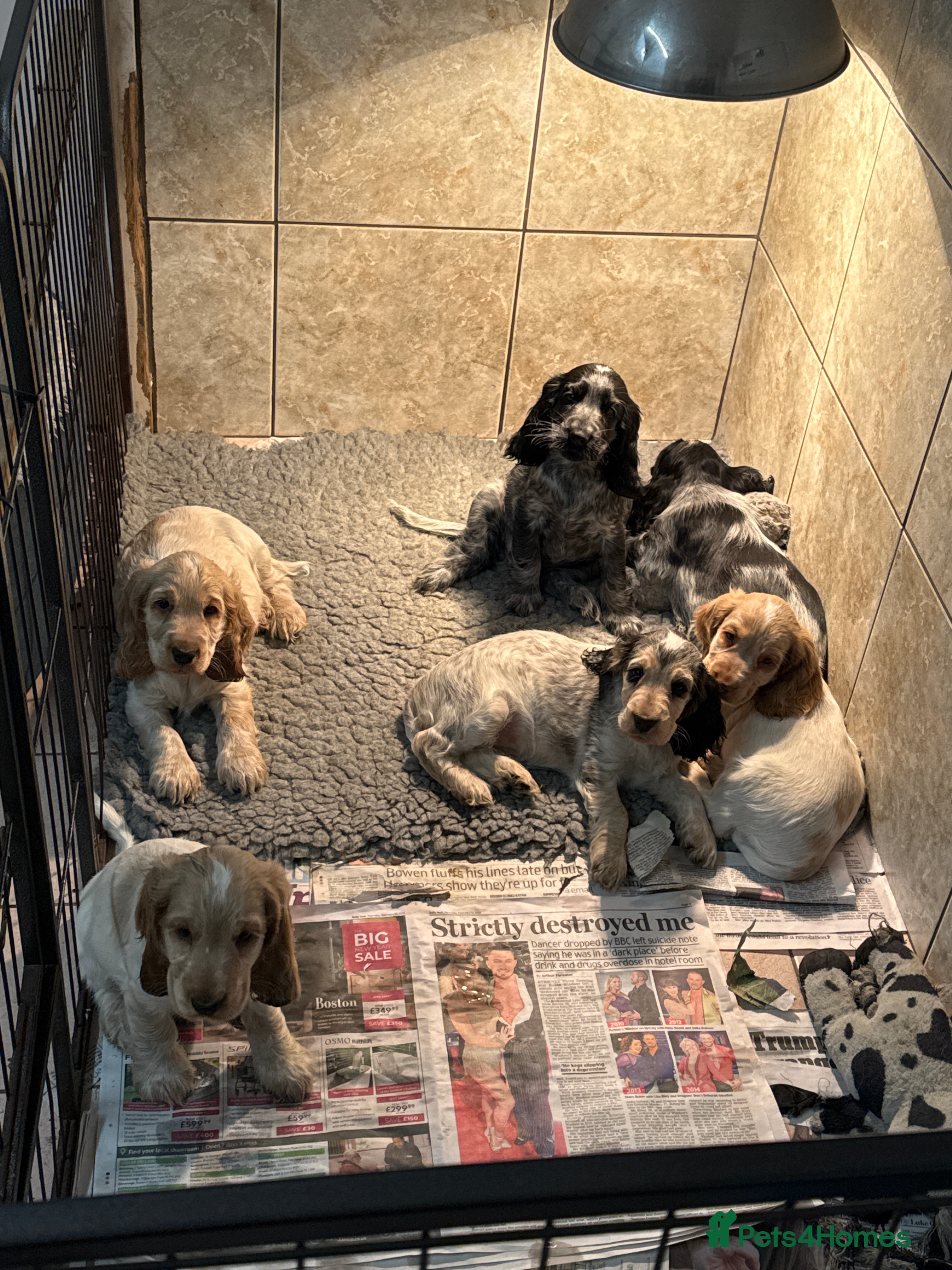 Cocker Spaniel dogs Stunning litter of show cockers - Advert 6