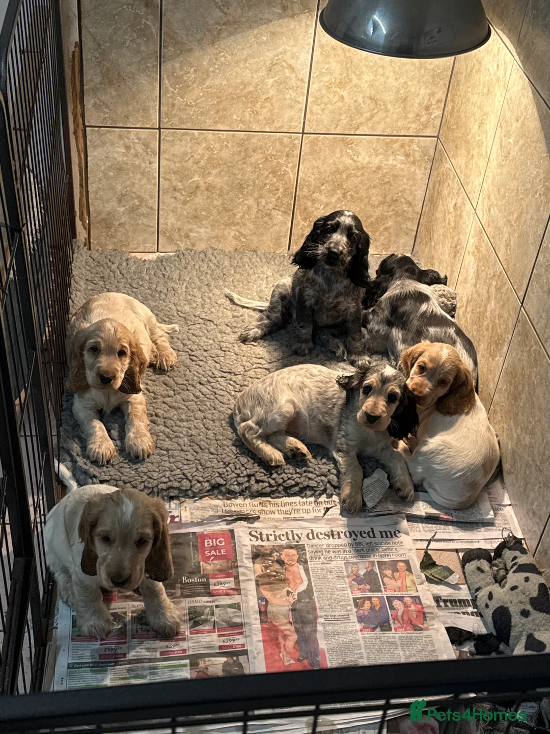 Cocker Spaniel dogs for sale: Stunning litter of show cockers - Advert 1