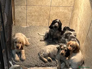 Cocker Spaniel dogs Stunning litter of show cockers - Advert 6