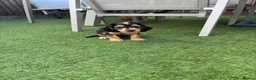 Cocker Spaniel dogs for sale: Cocker Spaniel Puppy (Male) - Advert 2