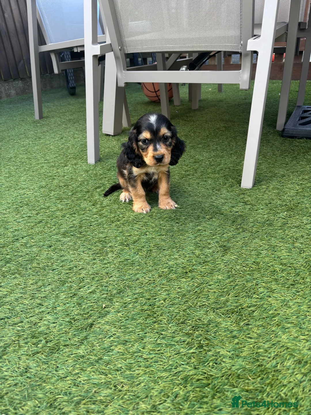 Cocker Spaniel dogs for sale: Cocker Spaniel Puppy (Male) - Advert 2