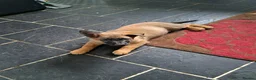 German Shepherd dogs for sale: German shepard puppies  - Advert 4