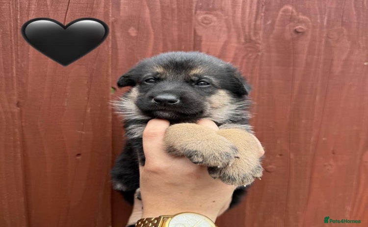 Utonagan dogs - Advert 1